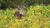 Real World Wildlife Products RWWP Generation 2 Whitetail Soybean