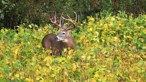 Real World Wildlife Products RWWP Generation 2 Whitetail Soybean