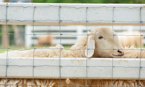 Sheep behind a farm fence