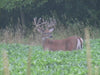 Real World Wildlife Products RWWP Generation 2 Whitetail Soybean