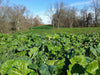 Real World Wildlife Products RWWP Plot Topper