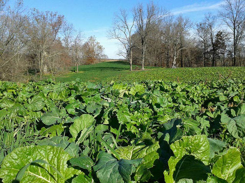 Real World Wildlife Products RWWP Plot Topper