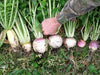 Real World Wildlife Products RWWP Plot Topper