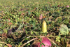 Real World Wildlife Products RWWP Plot Topper