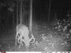 Real World Wildlife Products RWWP Maximizer Mineral
