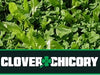 Real World Wildlife Products Clover & Chicory Blend