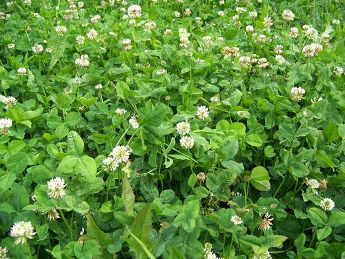 Real World Wildlife Products Clover & Chicory Blend