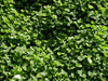Real World Wildlife Products Clover & Chicory Blend