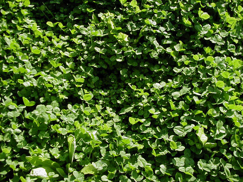 Real World Wildlife Products Clover & Chicory Blend