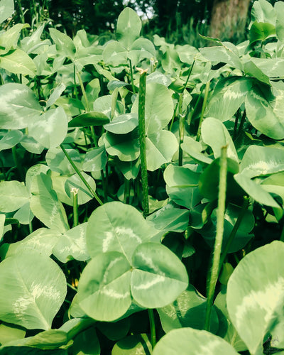 Real World Wildlife Products Clover & Chicory Blend